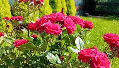 Le petit bijou - Photo 2