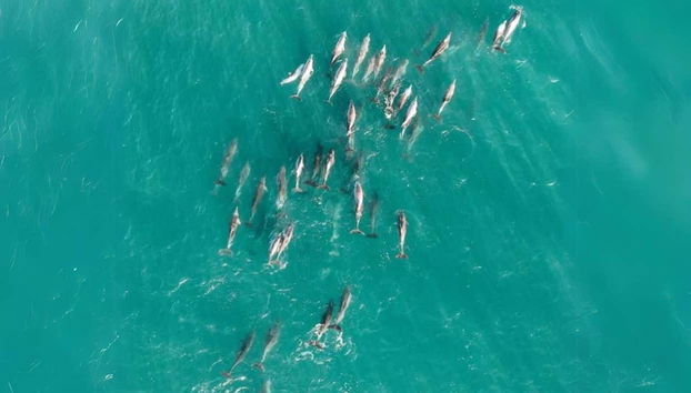 North Stradbroke Island Day Trip - Foto 4