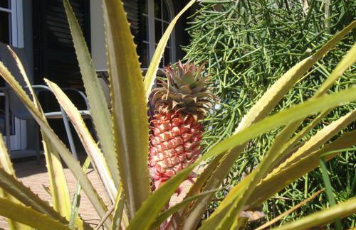 Blooming Botanic Houses - Foto 29