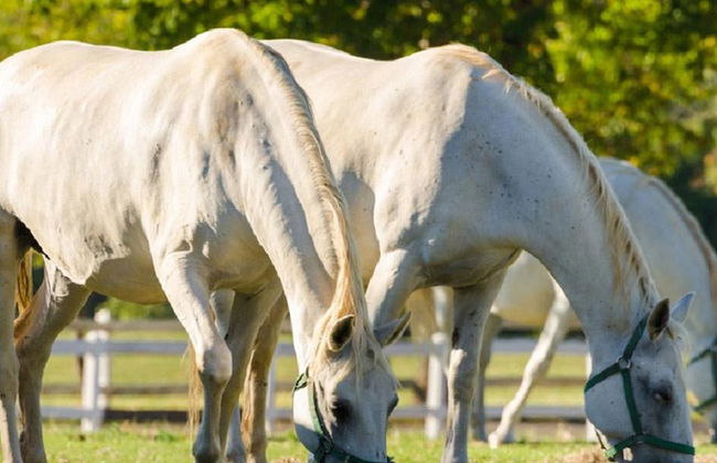 Privato - Escursione di un'intera giornata a Lipica da Lubiana - Foto 2