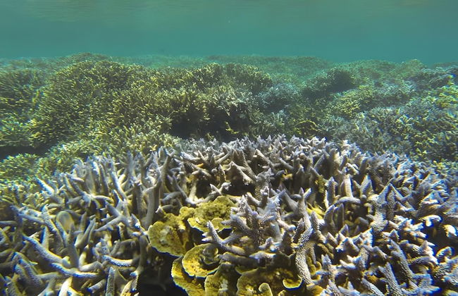 Dolphin Bay Cabana Resort - Photo 20