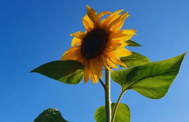 Double Decker Bus on an Alpaca Farm Sleeps 8 - Foto 90