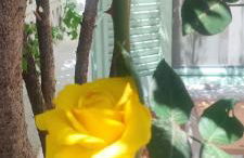 Krinelos Rooms - Photo 17