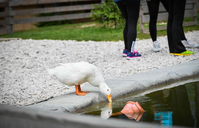 Slovenia Eco Resort - Foto 14