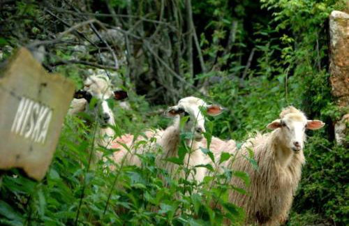 Hobbit house Beli - Foto 41