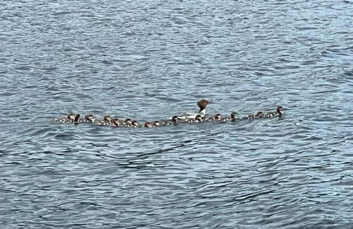 Alderbrook Yurt - Foto 28