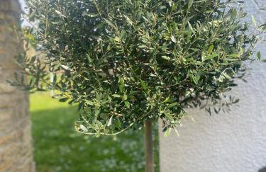 Liotrivi Suites - Foto 30