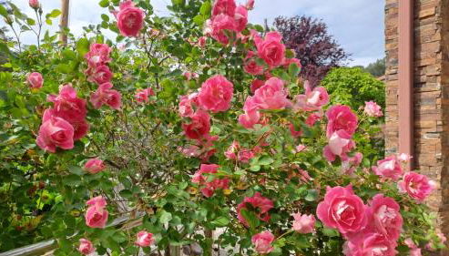 TRES TEULADES 8+1 - Foto 5, Garden, Garden view