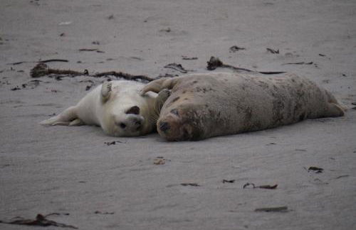 Villa Ludwig Fewo - Foto 34