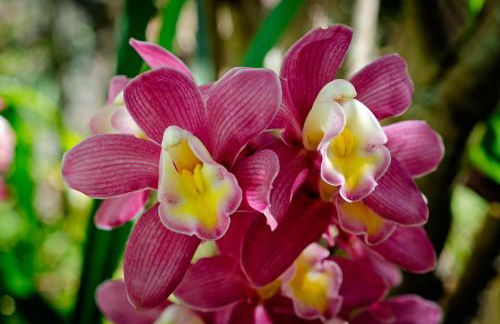 Chalé Flores e Amores - Photo 7