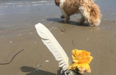Ferienwohnung mit Terrasse - Insel Usedom - Foto 41