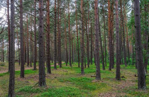 Domki Szumifala - Foto 17