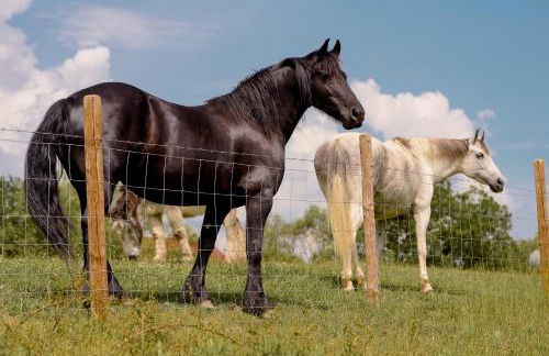 Nengshof Ferienhäuser Sonnenblume und Heublume - Foto 59