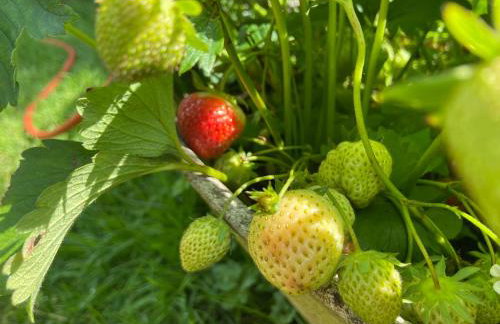 Apple Tree Cottage - Photo 9