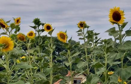 Kuća za odmor ,Erdelj 21 B - Foto 48
