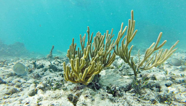 Puerto Morelos Snorkeling Tour - Foto 5