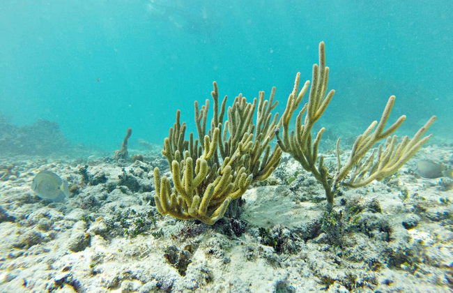 Snorkeling à Puerto Morelos - Photo 5
