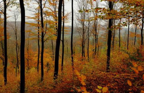 Sorpesee Ferienhaus mit Panoramablick - Foto 40