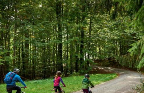 Ferienwohnung Goldfasan - Foto 25