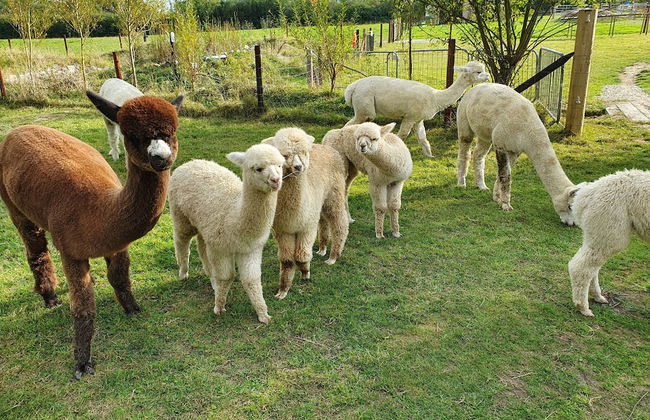Dartmoor Reach Alpaca Farm - Foto 79