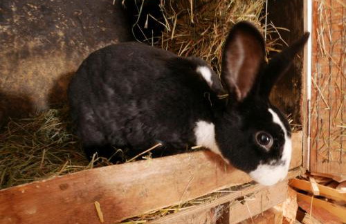 Haus Trötschler - Photo 4