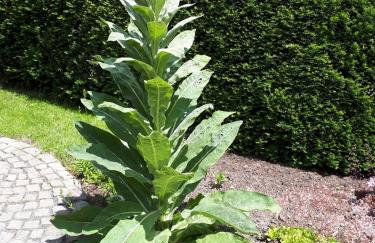 Ferienwohnung Peters - Foto 36