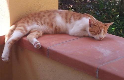 Panoramico, in villa, grande, con ampie terrazze - Foto 55