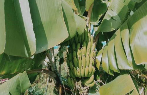 Villa in Porto da Cruz with Ocean Views - Foto 25