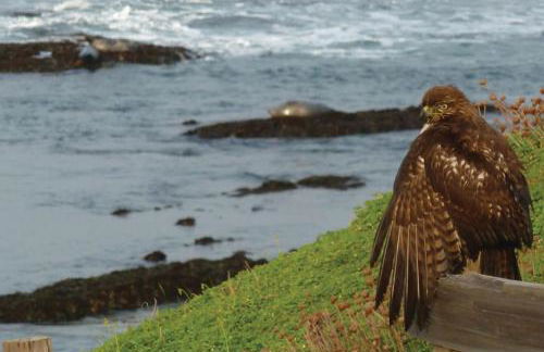 Oceanfront Home Retreat w Breathtaking Views of Fitzgerald Marine Reserve - Foto 15