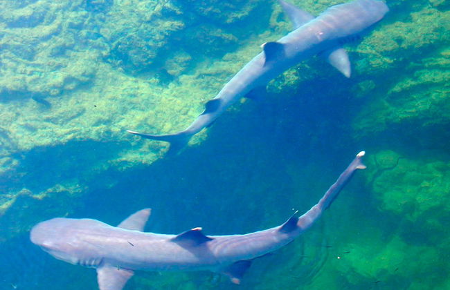 Tintoreras-Bucht-Tour - Foto 2