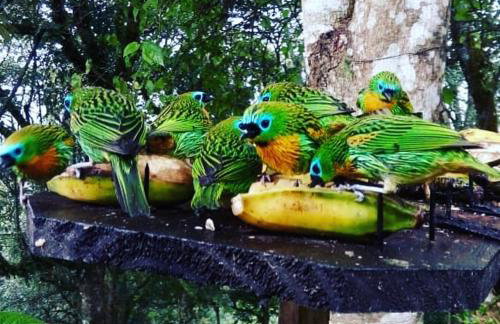 Chalé Pakere Bellavista - visão magnífica do vale e montanhas a mais de mil metros de altitude, wi-fi, sauna, piscina e água de nascente - locação do chalé sem prestação de serviços - Foto 59