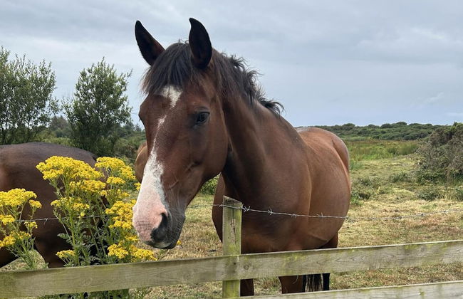 Country Retreat Sleeps 2 Near Cymyran Beach - Foto 13