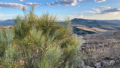 Dehesilla Olive Orchard Retreat - Foto 5