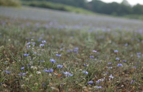 Große Ferienwohnung in Peetzig am See - Foto 75