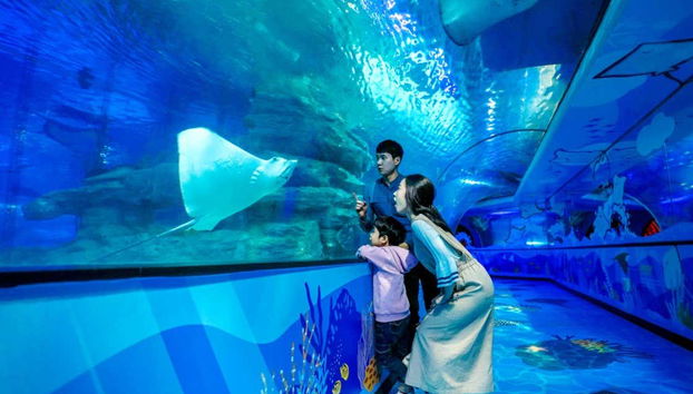 See marine life up close