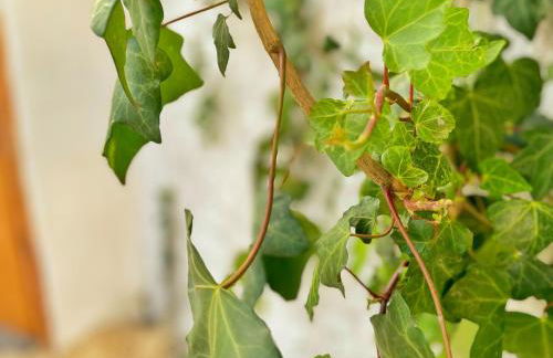 Refúgio do Frade - Foto 55