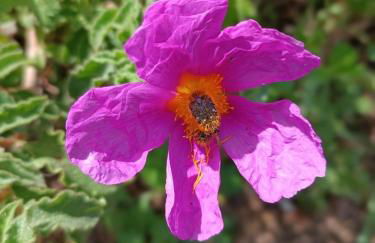 Nymphes Luxury Apartments - Foto 96