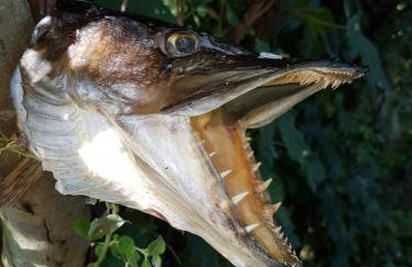 Haus 'am Selliner See-wismar' - Foto 29