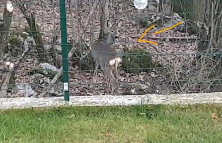 Birdsong Getaway a peaceful, pet-friendly base for exploring - Foto 15