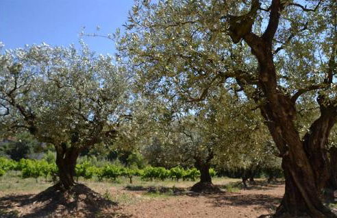 Stunning Apartment In Villes Sur Auzon - Foto 19