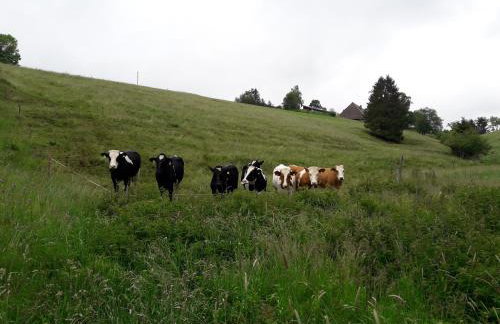 Willmannshof - Photo 19