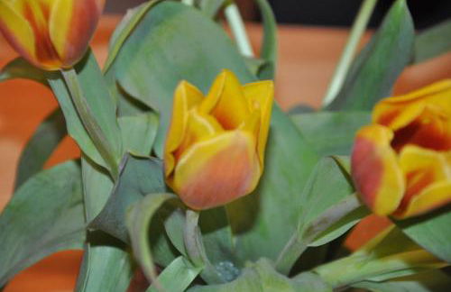 Fewo-Bernkastel-Kues - Photo 40