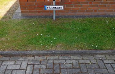 KüstenMuschel - Foto 40