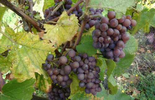 Gites Les Cépages - Foto 25