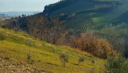 Azienda agricola biologica Le Lucciole - Foto 4