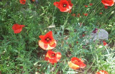 Old Olive house - Foto 32