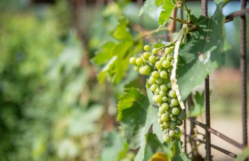 Villetta Corbezzolo - Foto 10