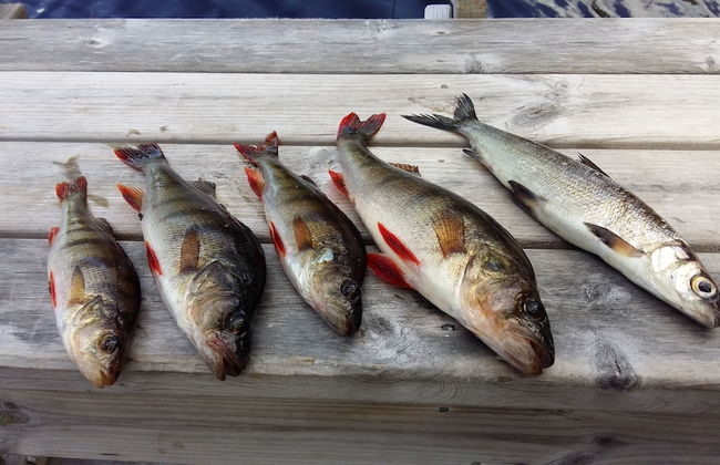 Wilderness chalet Kuusamo - Foto 38