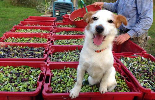 Agriturismo La Roverella - Foto 24