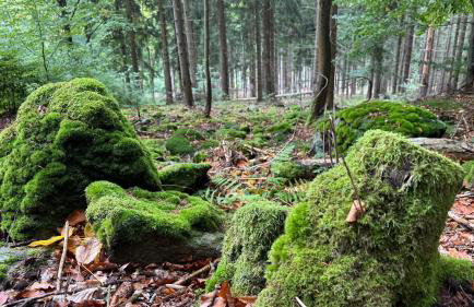 Dom z widokiem - Foto 80